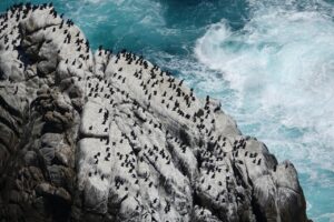 ocean, birds, rocks, nature, waves, sea